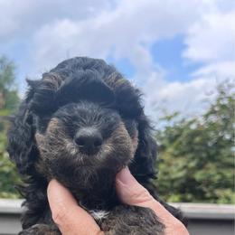 Girl 2 - Black white and tan female Springerdoodle puppy in Sterling, Michigan from Springerdoodles In MI