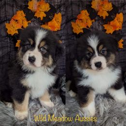 Australian Shepherd Puppies from Wild Meadow’s Aussies