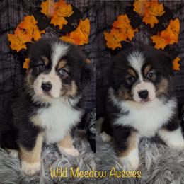 Australian Shepherd Puppies from Wild Meadow’s Aussies