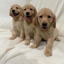 Golden Retriever Puppies from PureGolden4ever