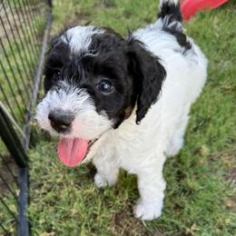 Drizzle - Black tri-color female Aussiedoodle puppy in Mesa, Arizona from Sweet AZ Doodles