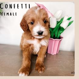 Confetti - Red  female Goldendoodle puppy in Hilton, New York from The House of Goldendoodle