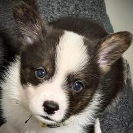 Nash (Yellow collar) - Black and white male American Corgi puppy in Omaha, Arkansas from DnD Corgis