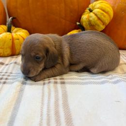Mystic - Red female Dachshund puppy in Shelley, Idaho from Journey’s End Dachshunds