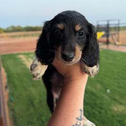 JJ - Black and cream male Dachshund puppy in Stamford, Texas from West Texas Miniature Dachshunds