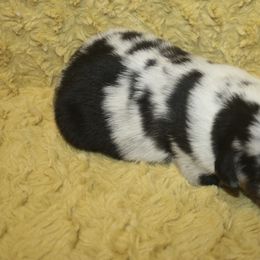 Girl 4 - Blue merle female Miniature Australian Shepherd puppy in Licking, Missouri from Burnett Aussies