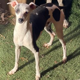 Boy 3 - Italian Greyhound puppy in Waianae, Hawaii from Makanalani Yorkies and Iggys