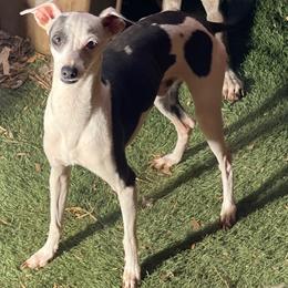 Boy 3 - Italian Greyhound puppy in Waianae, Hawaii from Makanalani Yorkies and Iggys