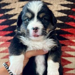 Harris - Black and tan male American Corgi puppy in Los Lunas, New Mexico from Blue Diamond Welsh corgis