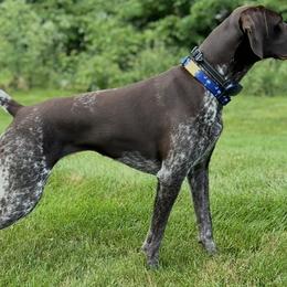 Harper - German Shorthaired Pointer