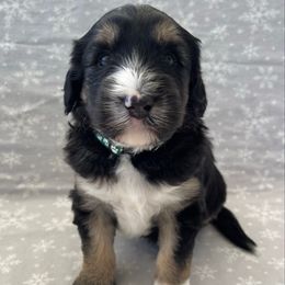 Green - Black and white male Sheepadoodle puppy in Archer, Florida from Gainesville Sheepadoodles