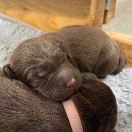 Labrador Retriever puppies from McKenzie Reign Labradors