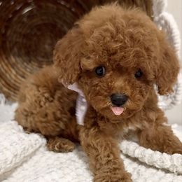 Mocha (Toy Poodle) - Red female Maltipoo puppy in Spring, Texas from GlamPaw Maltipoos