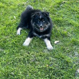 Pomsky Puppies from Michelle
