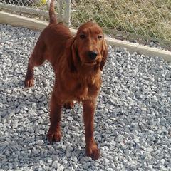 Irish Setter Puppies from Chimera Irish Setters
