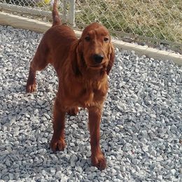 Irish Setter Puppies from Chimera Irish Setters