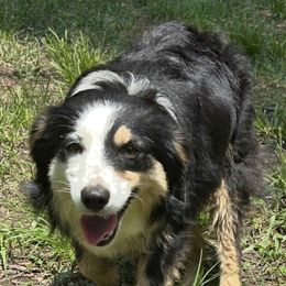 Alexa - Australian Shepherd