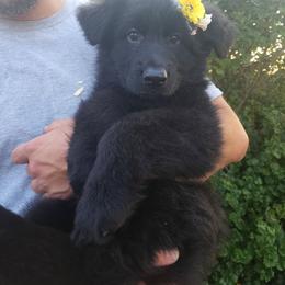 Coconut - Black female German Shepherd puppy in Fort Jennings, Ohio from Von Holtzapple German shepherds