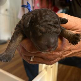 JOEY is 3 days old - Brown and tan male Cockapoo puppy in Crawford, Colorado from Saddle Mountain Doodles