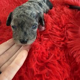 STAR - Silver female Poodle puppy in Orlando, Florida from Denise’s Puppies