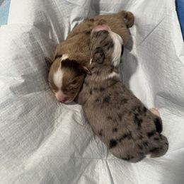 Miniature Australian Shepherd and Toy Australian Shepherd Puppies from Cherry Grove Kennel