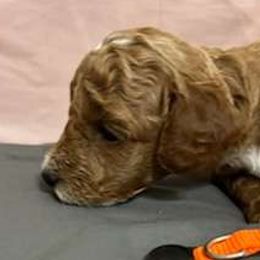 Girl 1 orange - Poodle puppy from Sondra's Miniature Poodles