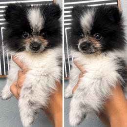 Panda - Black parti male Pomeranian puppy in Loma Linda, California from Goulden_Pups