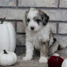 Aussiedoodle Puppies from Peachydoodlepups