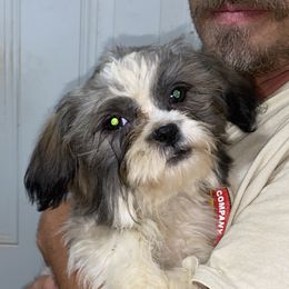 Stella - Shih Tzu