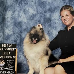 Keeshonden from SummerMist Keeshond