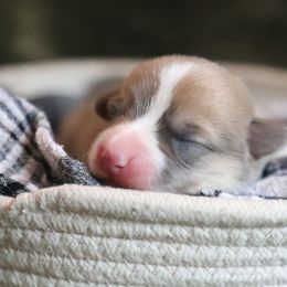 Madison - Sable female American Corgi puppy in Plains, Montana from Diamond Corgis