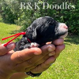 Cosmo - Black and white male Bernedoodle puppy in Benton, Arkansas from B&K Doodles, LLC