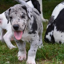 Kiwi - Merle female Great Dane puppy in Moores Hill, Indiana from Ajani's Danes