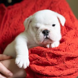 Bulldog Puppies from Brandywine Bulldogs