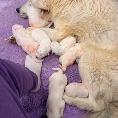 Girl 5 - White female Maremma Sheepdog puppy in Kings County, California from Prancing Pony Farm Maremma Sheepdogs