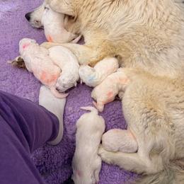 Girl 5 - White female Maremma Sheepdog puppy in Kings County, California from Prancing Pony Farm Maremma Sheepdogs