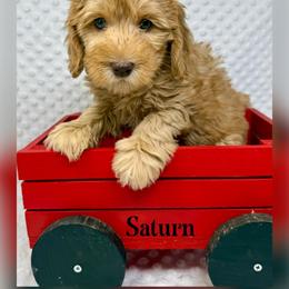 Saturn - Caramel male Australian Labradoodle puppy in Sacramento, California from Delta Breeze Labradoodles