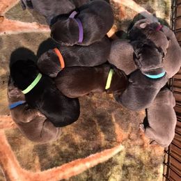 Dilute Retriever and Labrador Retriever Puppies from TLS Retrievers