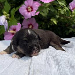 Midnight - Black tri male Toy Australian Shepherd puppy in Quincy, Michigan from Ivy Meadows and Friends
