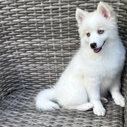 Petunia - White female Pomsky puppy in Winchendon, Massachusetts from Mountain View Pomskies