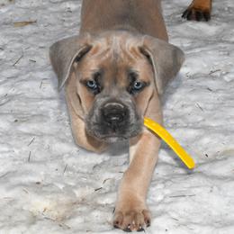 Yellow - Gray and fawn female Cane Corso puppy in Sault Ste Marie, Michigan from Willow Creek Cane Corsos