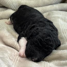 Black and White Parti 2 - Parti male Poodle puppy in Monroe, North Carolina from The Klepper Homestead
