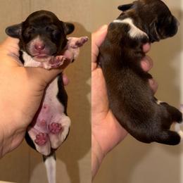 Shaggy - Piebald male Dachshund puppy in Hornbeck, Louisiana from A&Z Mini Dachshunds