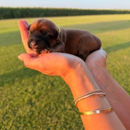Captain America - Wheaten male Soft Coated Wheaten Terrier puppy in Illinois from Sarabeth's Friendly Pups