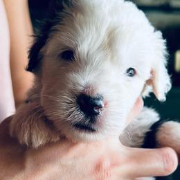 Izze - Gray and white female Old English Sheepdog puppy in Bristol, Indiana from Ridgeruns OES