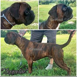 Zeppelin - Boxer