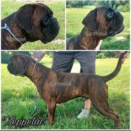 Zeppelin - Boxer
