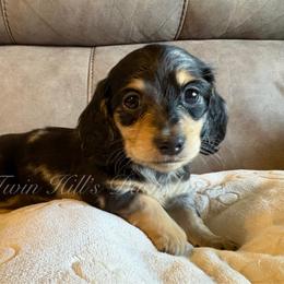 Sage's Dapple Girl - Dapple female Dachshund puppy in Jonesboro, Illinois from Twin Hills Dachshunds
