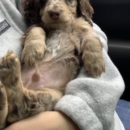 Dachshund Puppies from Boothe’s Dachshunds