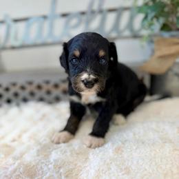 Mr. Kiwi - Tri-color male Bernedoodle puppy in Hegins, Pennsylvania from Bubbling Springs Doodles, LLC